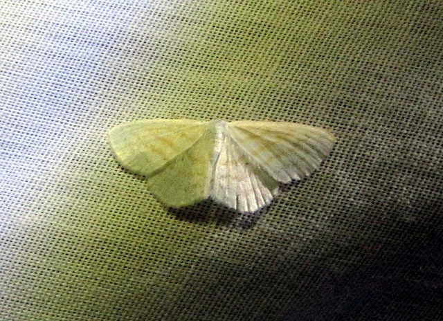Scopula caricaria - mocsári fehéraraszoló
