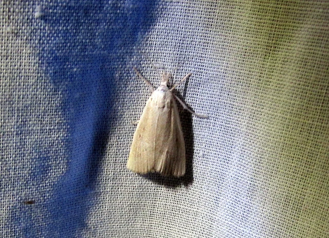 Calamotropha paludella - barna nádlevélmoly