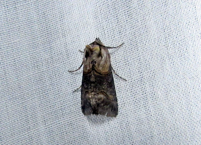 Abrostola asclepiadis - barnaövű csalánbagoly