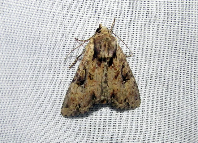 Apamea epomidion - vörösbarna dudvabagoly