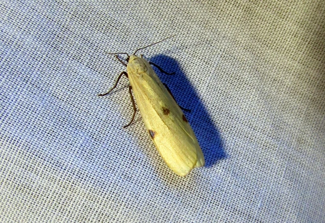 Lithosia quadra - négypettyes zuzmószövő
