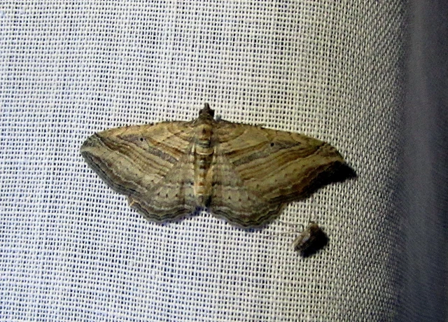 Costaconvexa polygrammata - soksávú araszoló