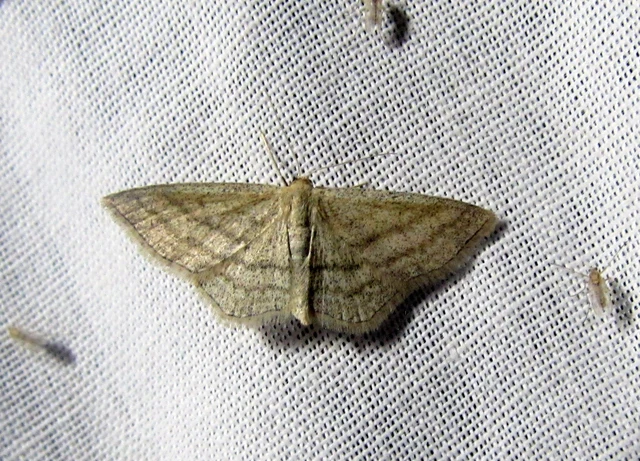 Scopula virgulata - vesszős sávosaraszoló