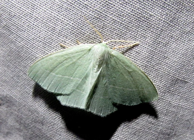 Hemistola chrysoprasaria - kékes zöldaraszoló