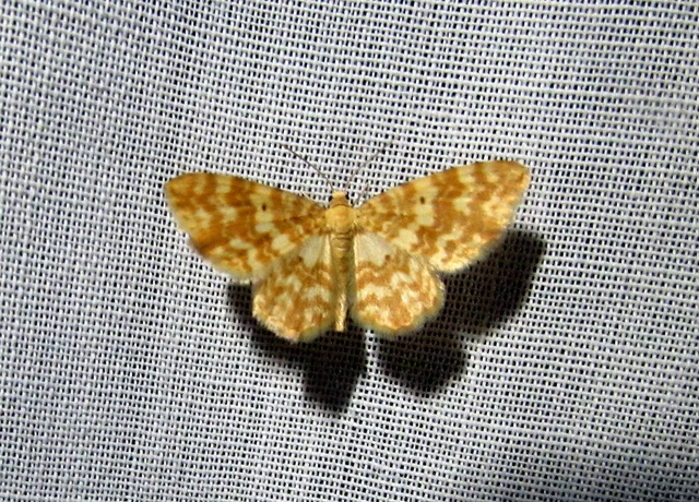 Hydrelia flammeolaria - narancssárga araszoló