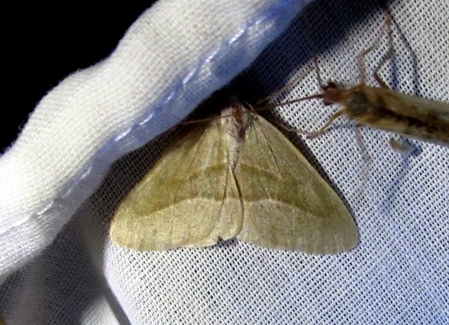 Hylaea fasciaria - erdeifenyő-sávosaraszoló