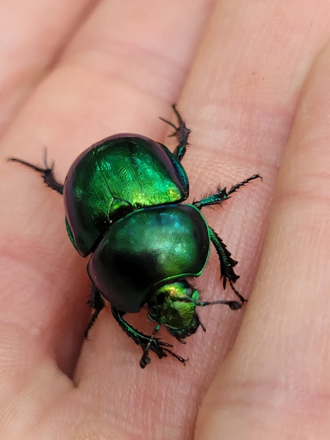 Trypocopris vernalis - tavaszi álganéjtúró