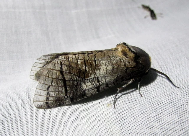 Cossus cossus - fűzfarontólepke
