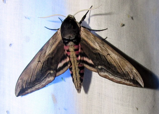 Sphinx ligustri - fagyalszender