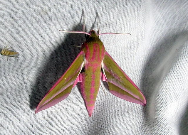 Deilephila elpenor - szőlőszender