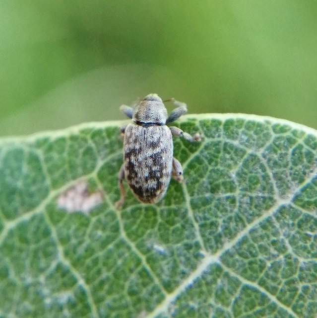 Dorytomus