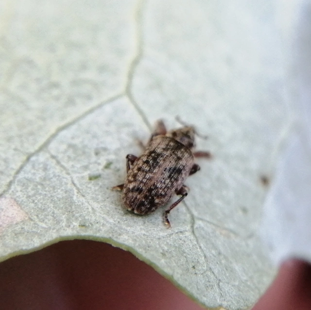 Dorytomus