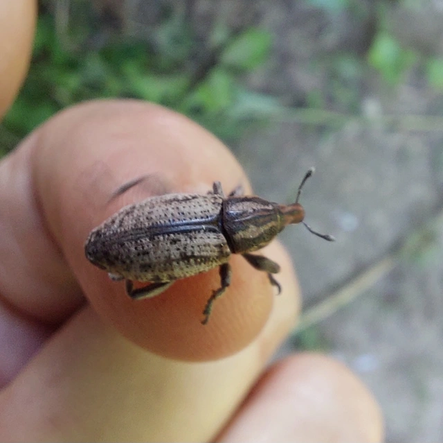 Pseudocleonus cinereus - hamvas barkó