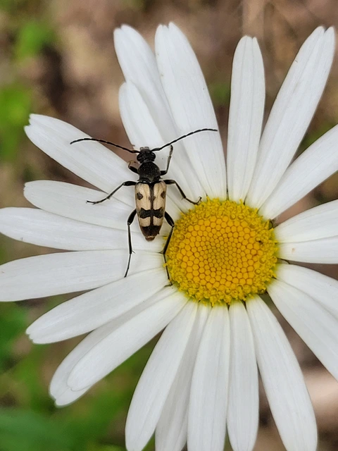 Pachytodes erraticus - rajzos virágcincér
