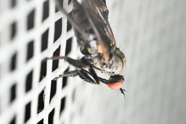 Empididae - táncoslegyek Empididae - táncoslegyek