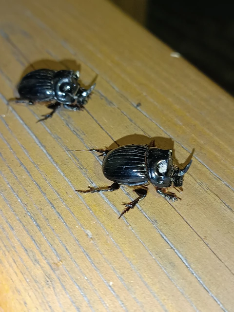 Copris lunaris - közönséges holdszarvú-ganéjtúró