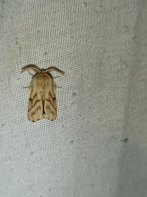 Malacosoma castrensis - kutyatejszövő
