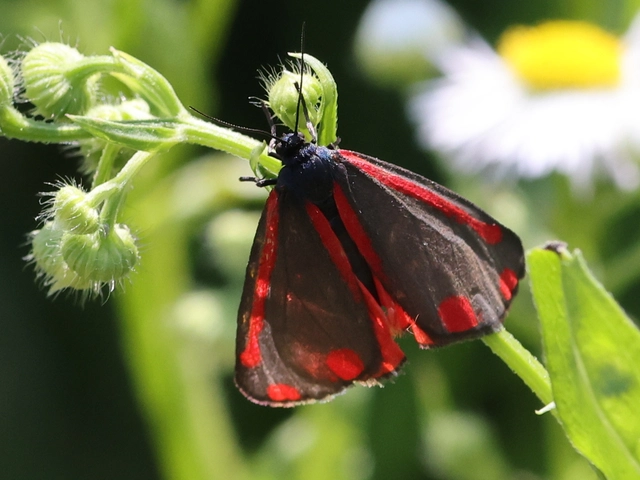 Tyria jacobaeae - jakabfű-medvelepke