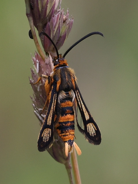 Chamaesphecia masariformis - ökörfarkkóró-szitkár