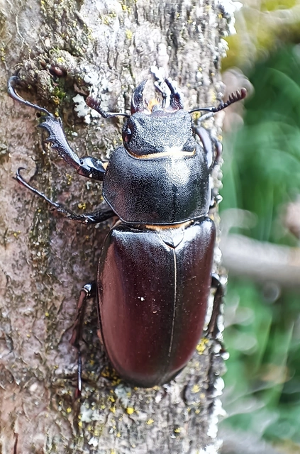 Lucanus cervus - nagy szarvasbogár