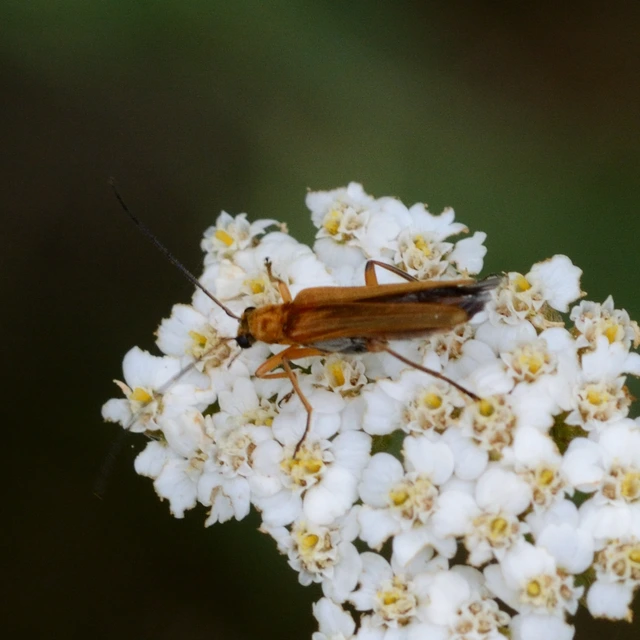 Oedemera podagrariae - székfű-álcincér