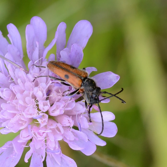 Vadonia unipunctata - kétpettyes virágcincér