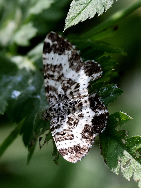 Epirrhoe tristata - gyászos tarkaaraszoló
