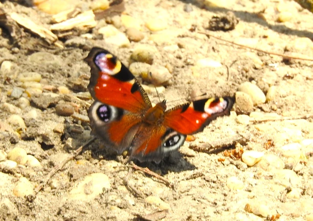 Nymphalis io - nappali pávaszem