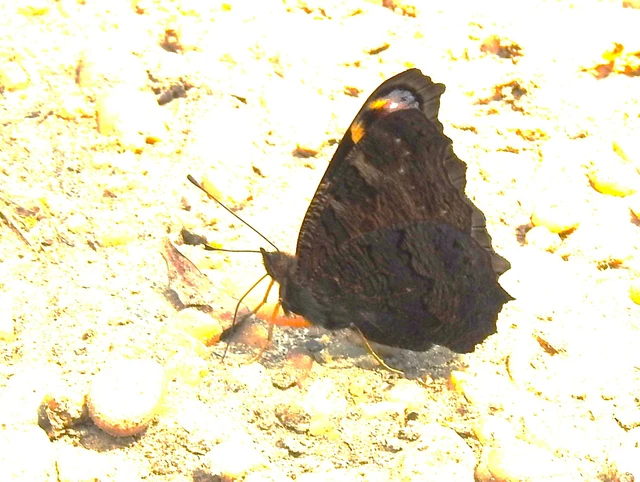 Nymphalis io - nappali pávaszem