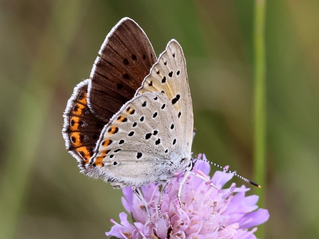 Lycaena alciphron - ibolyás tűzlepke