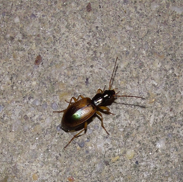 Anchomenus dorsalis - hátfoltos kisfutó
