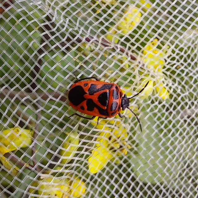 Eurydema dominulus Eurydema dominulus