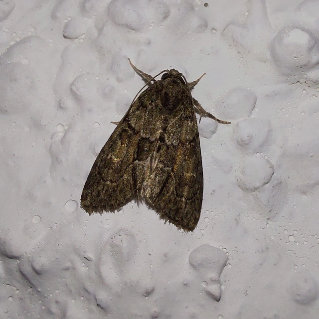 Cryphia fraudatricula - homoki zuzmóbagoly
