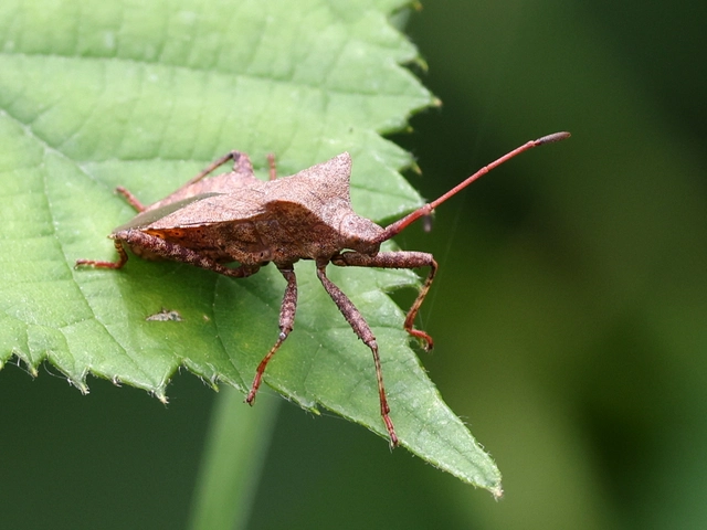 Coreus marginatus - közönséges karimáspoloska