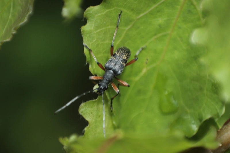 Evodinellus clathratus
