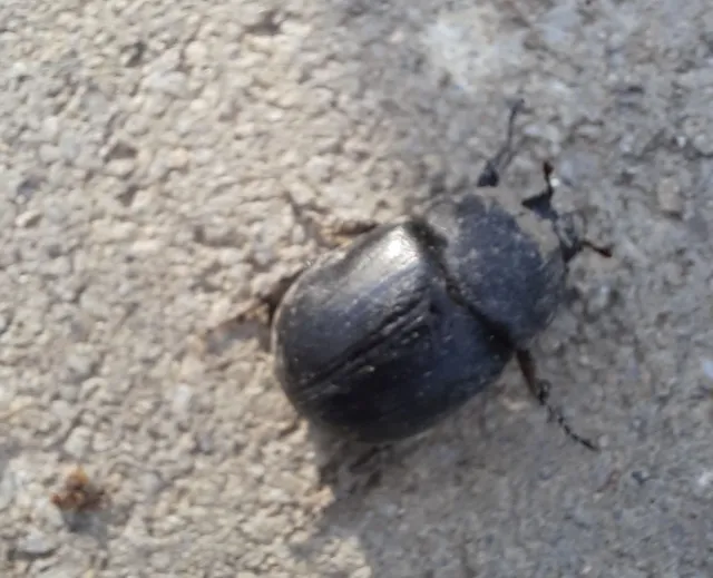 Pentodon idiota - butabogár