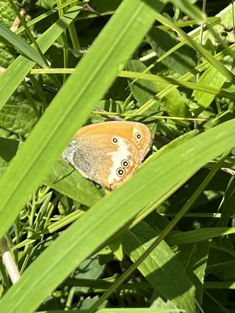 Coenonympha arcania - fehéröves szénalepke