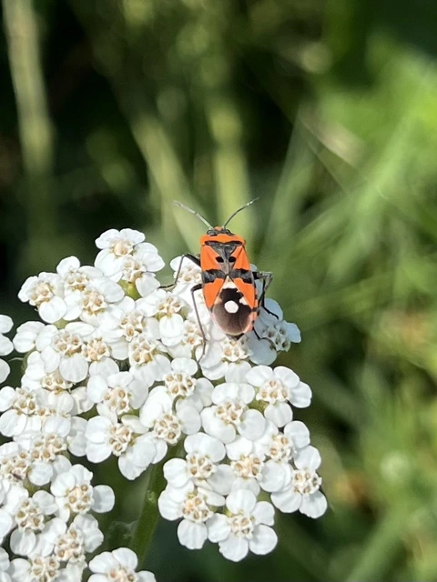 Lygaeus equestris/simulans
