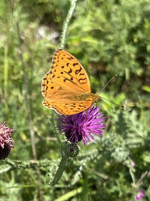 Argynnis adippe - ezüstös gyöngyházlepke