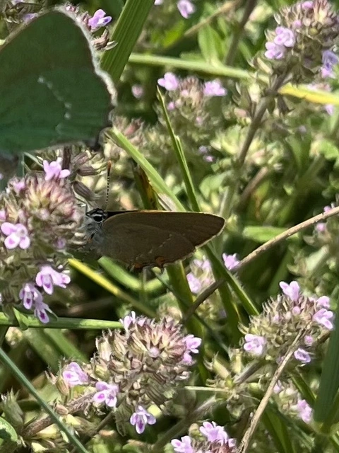 Satyrium acaciae - akác-csücsköslepke