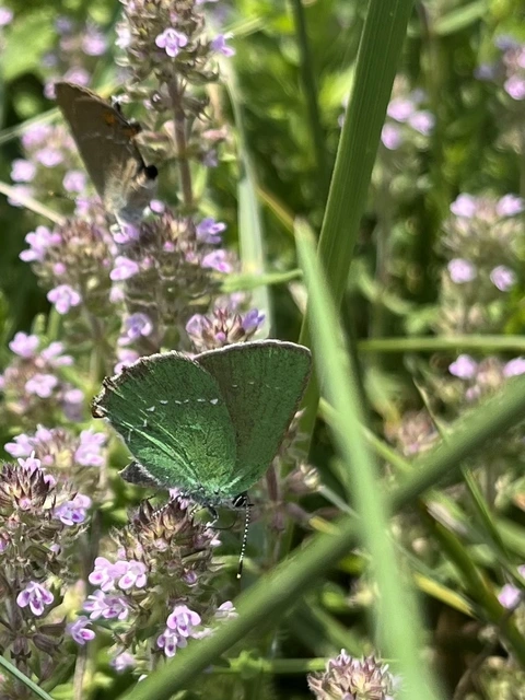 Callophrys rubi - zöldfonákú lepke