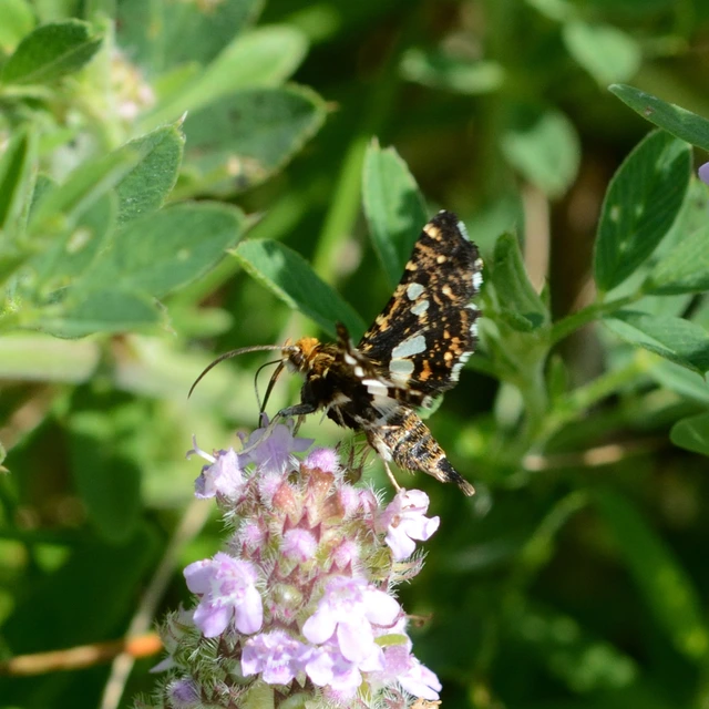 Thyris fenestrella - gyakori ablakosmoly