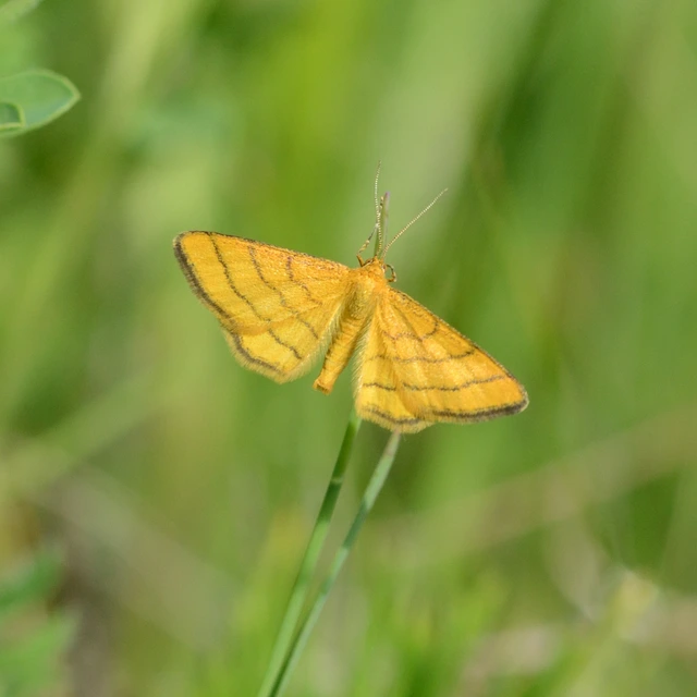 Idaea aureolaria - aranyos sávosaraszoló