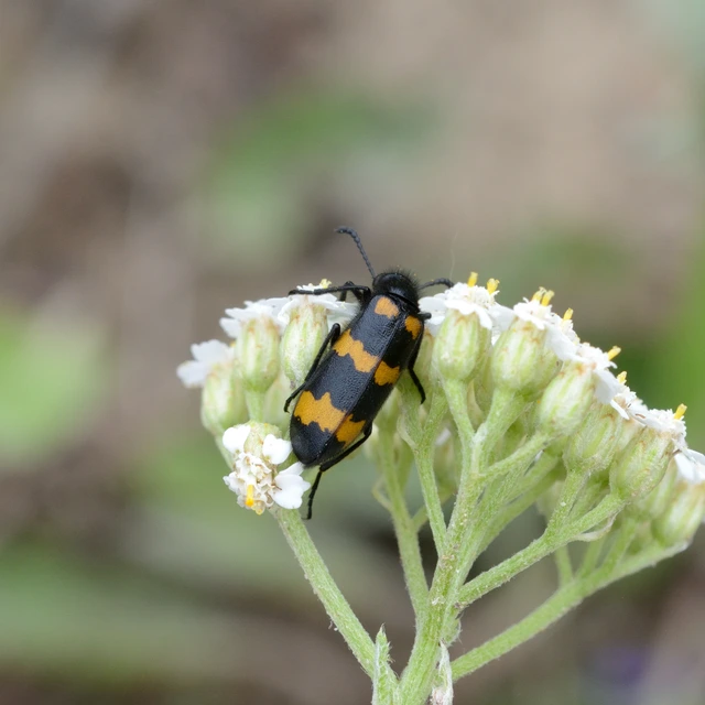 Mylabris variabilis - szalagos hólyaghúzó Mylabris variabilis - szalagos hólyaghúzó