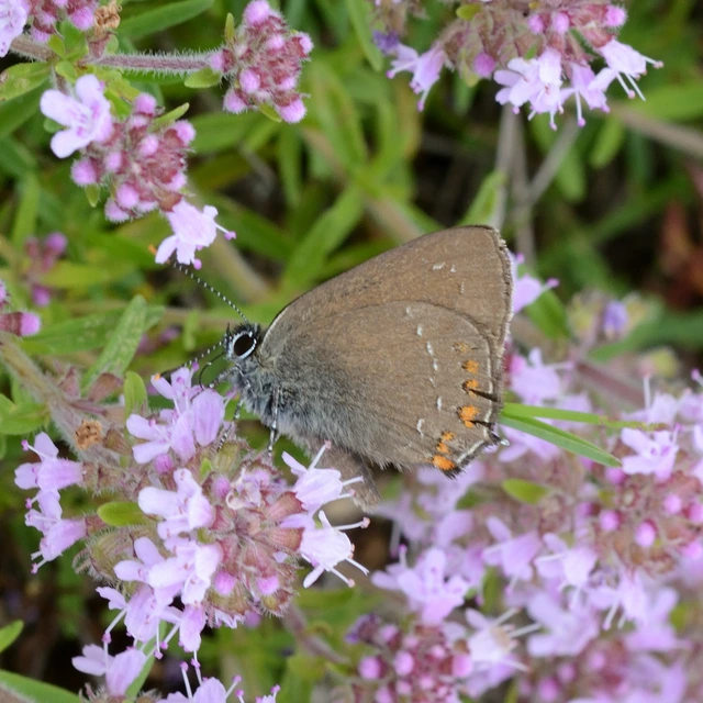 Satyrium ilicis - tölgyfa-csücsköslepke