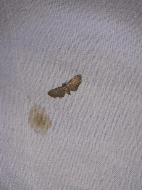 Eupithecia haworthiata - rozsdástestű törpearaszoló