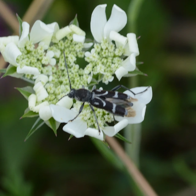 Chlorophorus figuratus - rajzos darázscincér