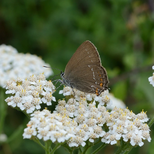 Satyrium ilicis - tölgyfa-csücsköslepke