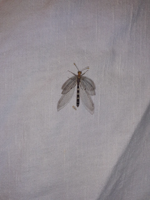 Megistopus flavicornis - kétfoltos hangyaleső
