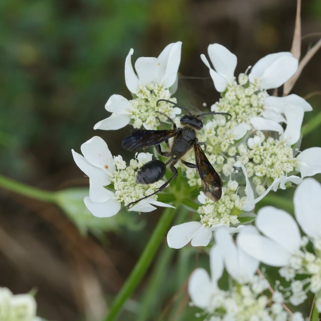 Isodontia mexicana - mexikói fűdarázs